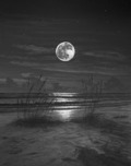Phillip Anthony Phillip Anthony Evening Bliss (SN) (Gallery Wrapped)