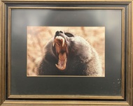 Fine Artwork On Sale Fine Artwork On Sale Baboon (Framed)