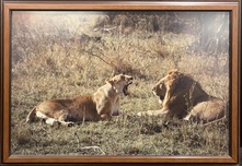 Fine Artwork On Sale Fine Artwork On Sale Lion Pride (Framed)