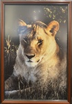 Fine Artwork On Sale Fine Artwork On Sale Lion (Framed)