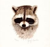 Jacquie Vaux Jacquie Vaux Raccoon Portrait 