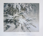 Fine Artwork On Sale Fine Artwork On Sale Snow Leopard (Poster) 