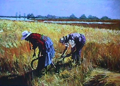 Aldo Luongo Harvest