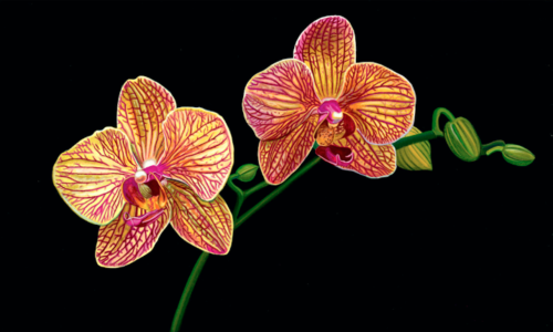 Scott Jacobs Phalaenopsis