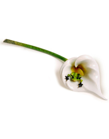 Calla Lily Frogman (Tim Cotterill)