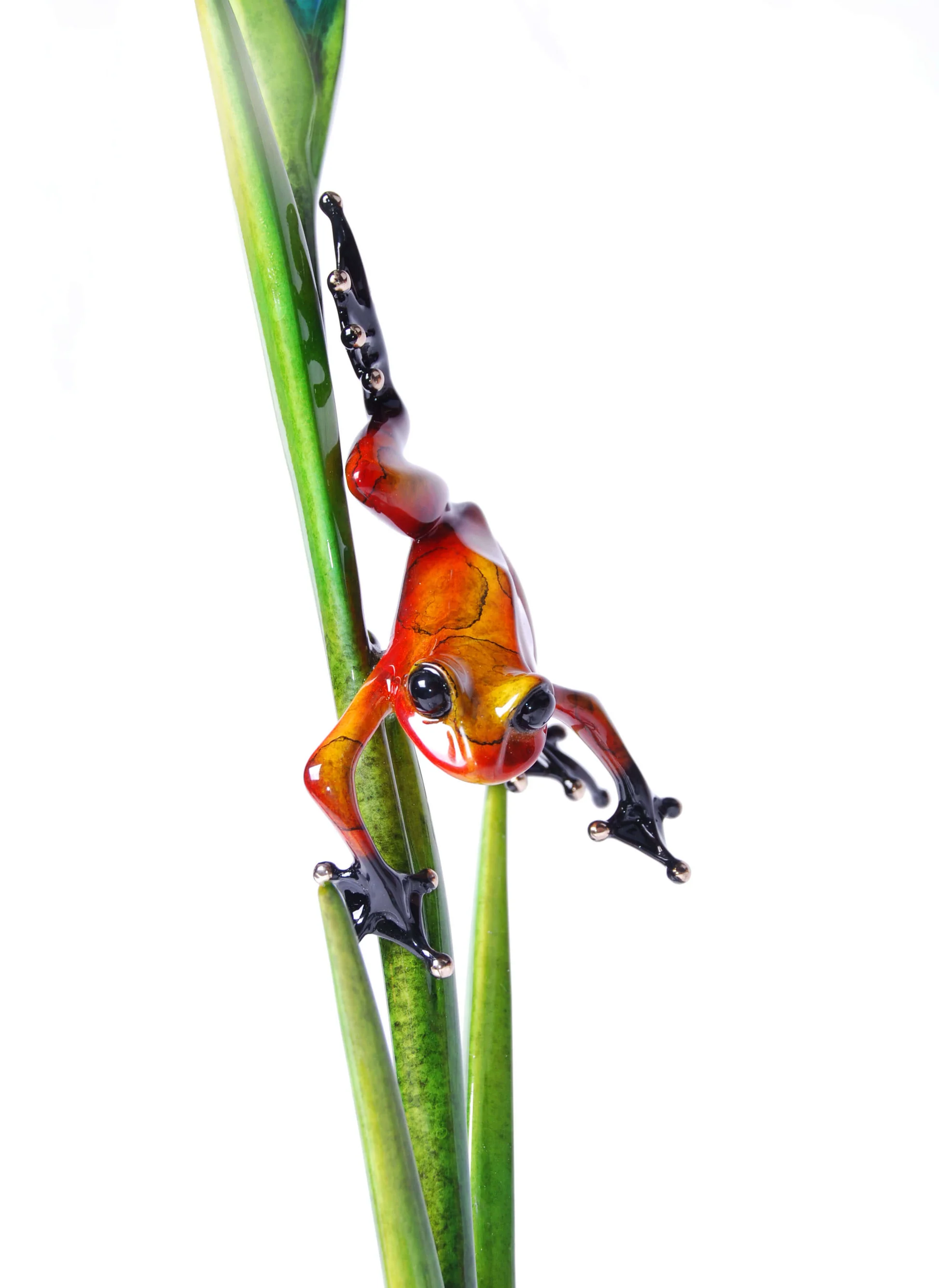 Frogman (Tim Cotterill) Iris